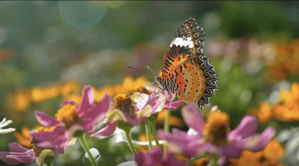 monarch butterfly on a field of flowers